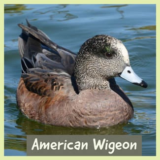 American Wigeon
